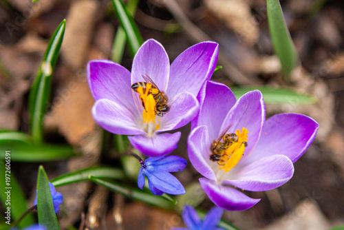 Fotografie Beautiful, Delicate three-striped purple King of Stripes crocus with white strip
