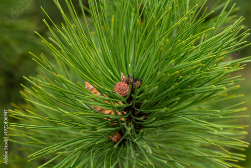 Pitsunda pine with cones in early spring, Big beautiful pine needles close-up