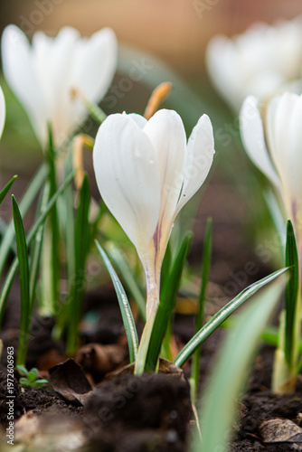 White Spring Flowers - white CROCUS a.k.a Crocus kotschyanus, A delicate white flower