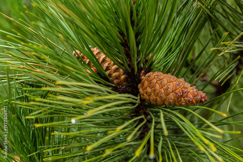 Pitsunda pine with cones in early spring, Big beautiful pine needles close-up