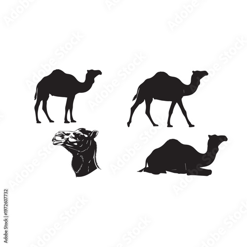 Camel Silhouette Set Black White Vector Illustration Camel Animal Silhouette Collection Desert Mammal Vector Camel Black Silhouette Isolated Set Minimal Animal Illustration