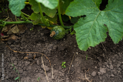 Bilde på lerret Small green pumpkin, a developing cucurbit fruit, rests on dark brown soil amids