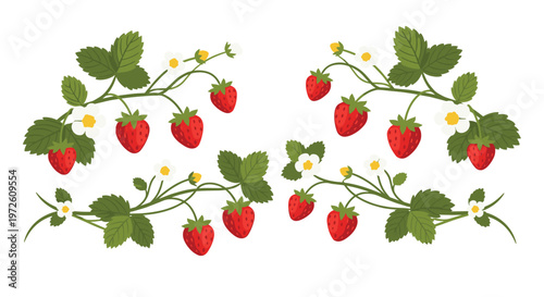 Four separate sprigs of strawberry plants featuring vibrant ripe red fruit and small white blossoms are arranged symmetrically for a clean botanical design.