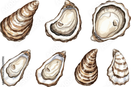 Set of Realistic Oyster Vector Illustrations with Open Shells and Closed Shells Isolated on White for Seafood Restaurant Menus, Gourmet Food Packaging, and Coastal Graphic Designs