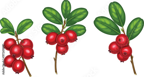 Set of Red Cranberry and Lingonberry Sprig Vector Illustrations with Green Leaves Isolated on White for Healthy Organic Juice Packaging and Autumn Harvest Floral Designs