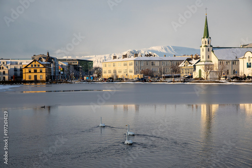 Swans in Tjornin pond Reykjavik illuminated by sun in winter Iceland