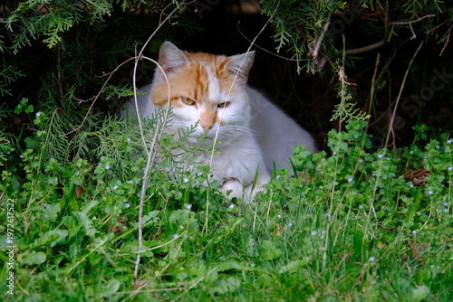 cat in the grass