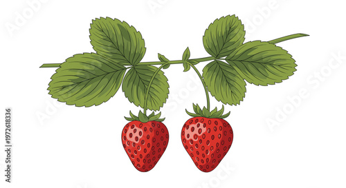Detailed botanical illustration of fresh red strawberries growing on a green branch with lush leaves isolated on a white background for food art.