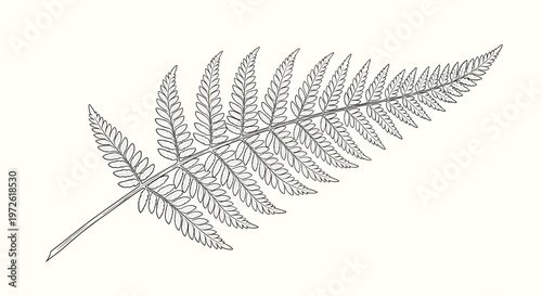 Detailed line drawing of a fern leaf showing intricate vein structures and frond patterns in black and white for botanical illustration purposes.