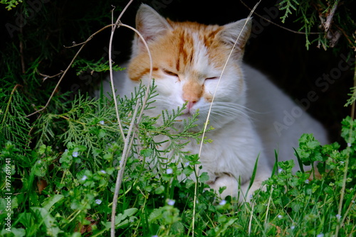 cat in grass