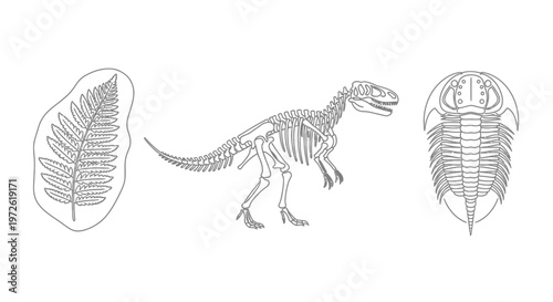 Dinosaur skeleton and plant fossils.