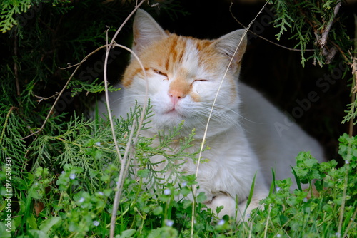 cat in the grass