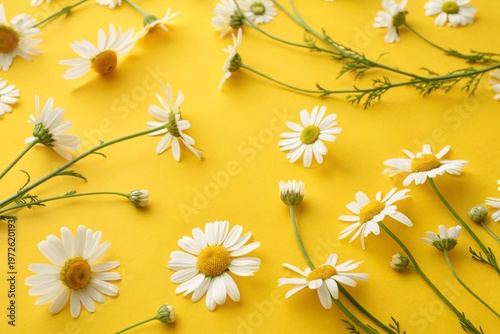Chamomile flowers on yellow background. Top view.