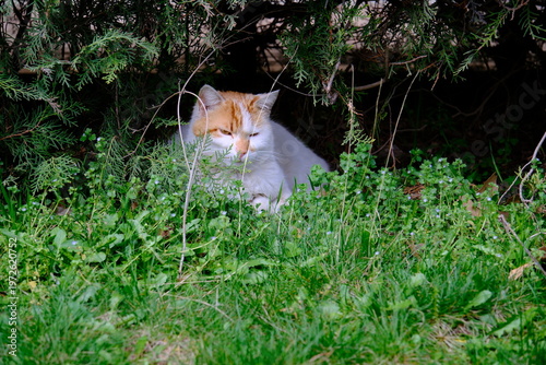 cat in the grass