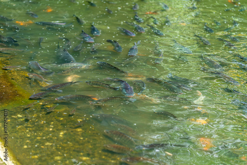 Tropical freshwater fish swimming in green pond in Oxapampa Peru natural aquatic ecosystem with wildlife biodiversity and habitat
