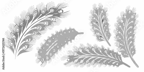 Elegant arrangement of peacock feathers in grayscale detailed illustration