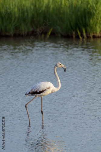 FLAMENCO COMÚN (Phoenicopterus Roseus) EN UNA LAGUNA