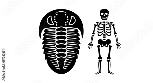 Trilobite fossil and human skeleton.