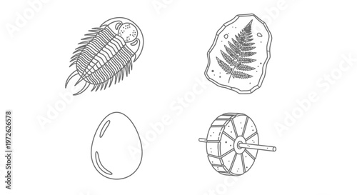 Trilobite fossils in different views.