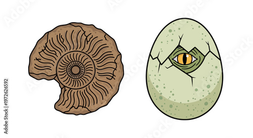 Ammonite fossil and dinosaur egg.