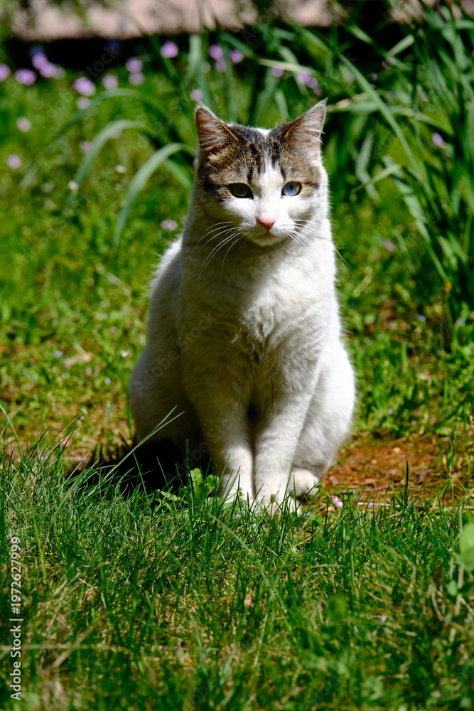 Obraz premium cat on the grass