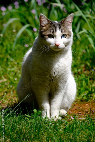 cat on the grass