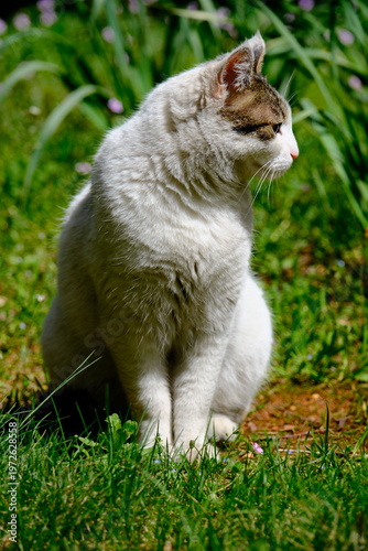 cat in the grass