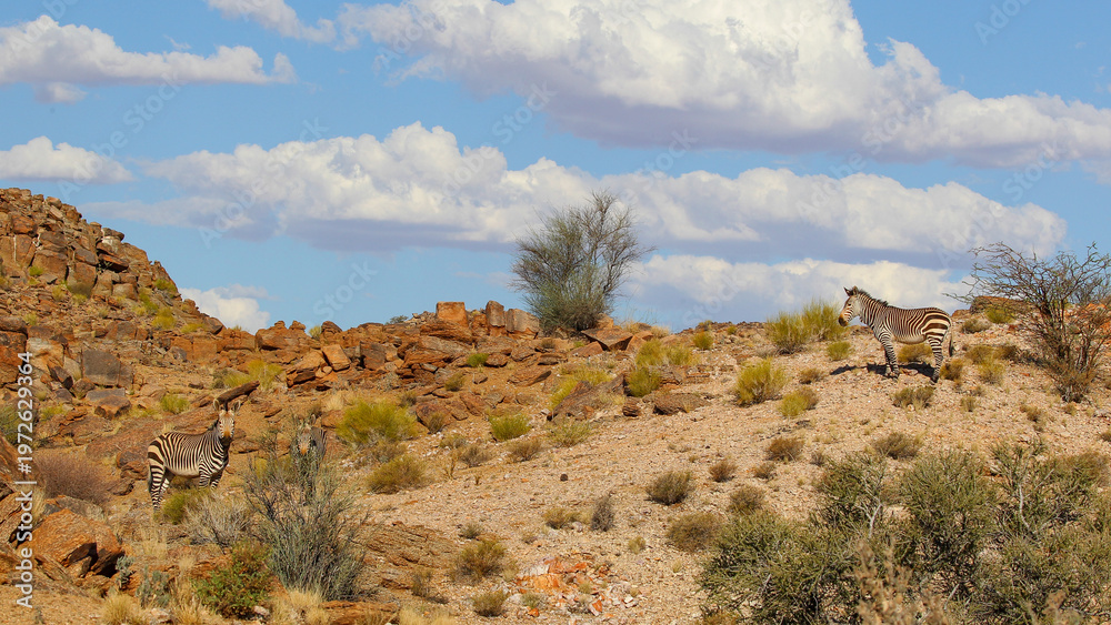 Naklejka premium Burchell's zebra on an arid rocky desert mountain in Augrabies National Park
