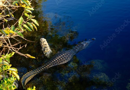 Florida Alligator laying in wait in the shallow waters of the Tamiami Trail Canal