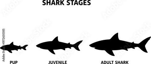 Shark Life Cycle Stages Silhouette Diagram – Egg Embryo Pup Juvenile Adult Shark Marine Biology Illustration