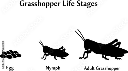Grasshopper Life Cycle Illustration – Egg, Nymph, Adult Stages