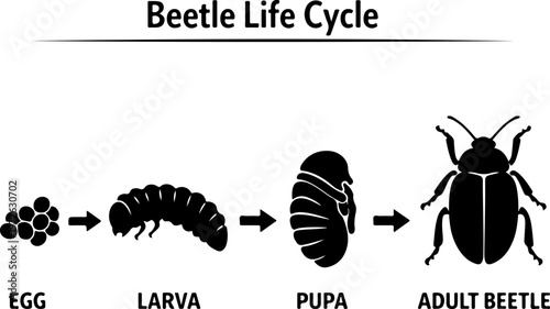 Beetle Life Cycle Stages Egg Larva Pupa Adult Insect Metamorphosis Vector Illustration