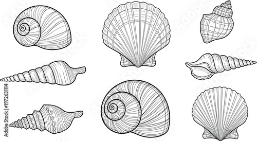 Seashell line art collection with spiral conch scallop and marine shell shapes detailed outline illustration set for coastal and beach design