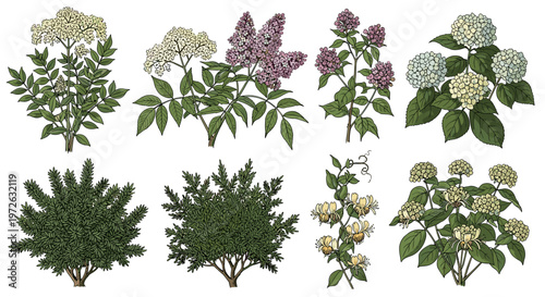 Collection of botanical illustrations of flowering shrubs and plants with detailed leaves