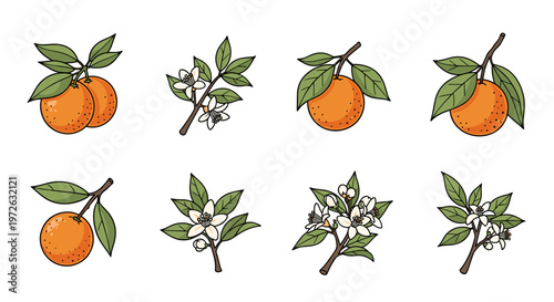 Collection of stylized orange fruits and blossoms on branches with leaves