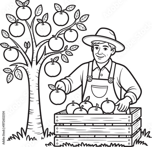 Farmer picking apples from tree into crate, harvesting fruit