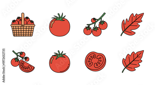 Collection of fresh tomatoes and leaves in a simple illustration style