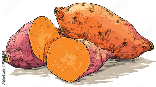 Organic Fresh Sweet Potato Vegetable Vector with Outline Isolated Image
