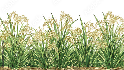 Detailed Rice Plants Field Vector Illustration with Outlines