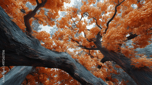 Abstract trees with vibrant orange leaves creating artistic composition from below
