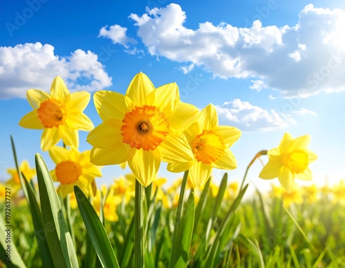 Field of Yellow Daffodils Blooming Under a Bright Sunny Sky.