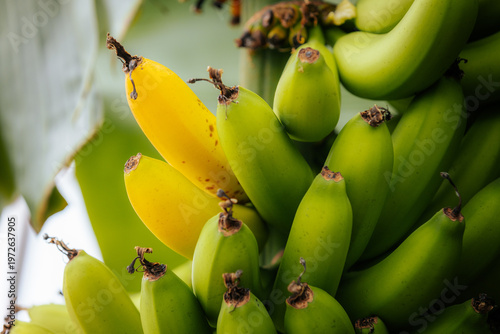 Foto Cluster of ripe green bananas with one yellow banana among them, showcasing the