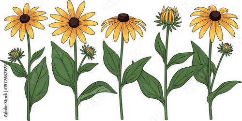 Yellow wildflower collection illustration with detailed petals leaves and stems botanical floral set for nature design and garden decoration