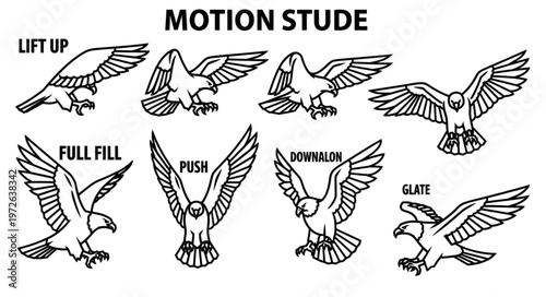 Bird Wing Motion Study Illustrations Showing Flight.