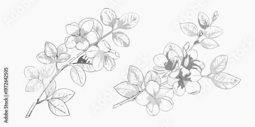 Delicate floral sketch featuring blossoming branches and detailed leaves