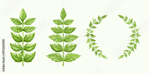 Four green plant stems with varying leaf arrangements displayed on white