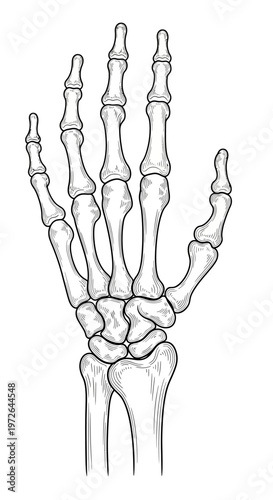 Anatomical Sketch of Human Hand Skeleton