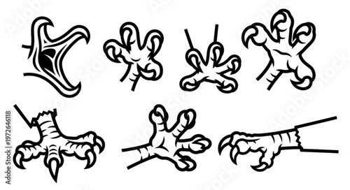 Detailed sketches of bird talons and claws studies.