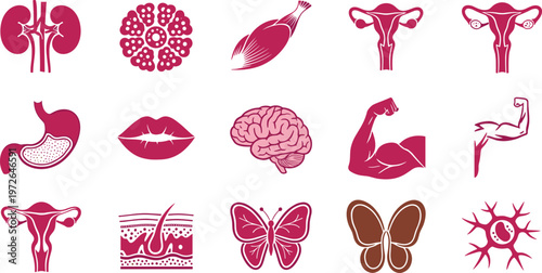 Human anatomy icons collection with organs brain uterus muscle neuron and medical symbols flat vector set for healthcare