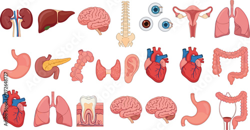 Human anatomy organs collection illustration with heart brain lungs liver stomach kidney and digestive system medical set for healthcare design